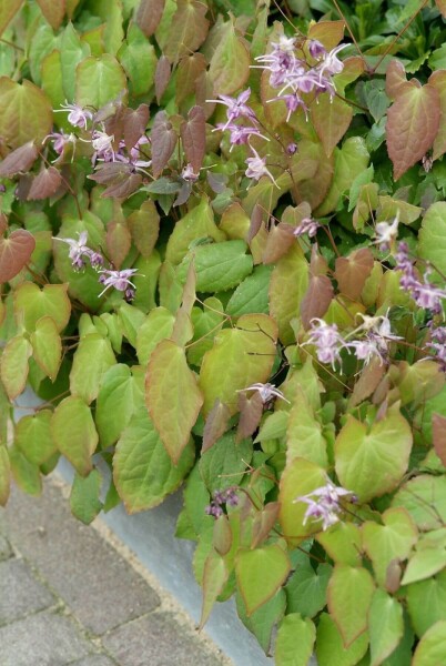 Epimedium grandiflorum 'Lilafee' Epimedium grandiflorum 'Lilafee'