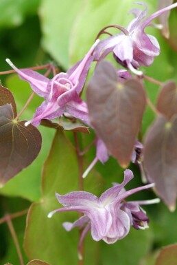 Epimedium grandiflorum 'Lilafee'