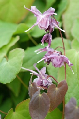 Epimedium grandiflorum 'Lilafee'