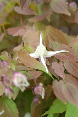 Epimedium grandiflorum 'Lilafee'