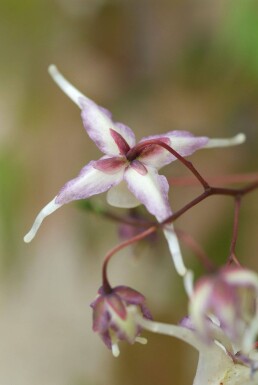 Epimedium grandiflorum 'Lilafee'