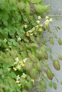 Epimedium perralchicum 'Frohnleiten'