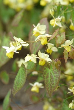 Epimedium perralchicum 'Frohnleiten'