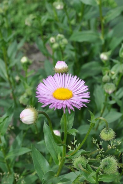 Erigeron 'Rosa Jewel' Erigeron 'Rosa Jewel'