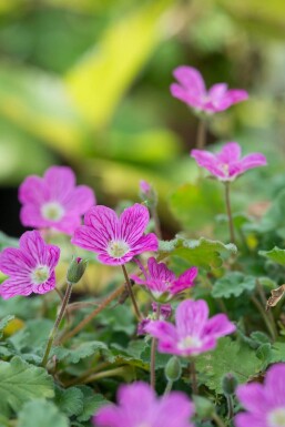 Erodium variabile 'Bishop's Form'