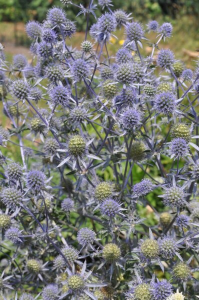 Eryngium planum Eryngium planum