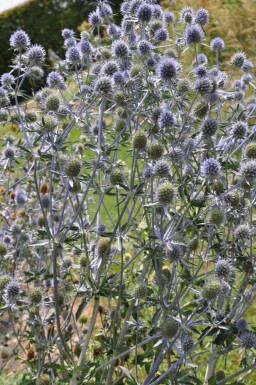 Eryngium planum