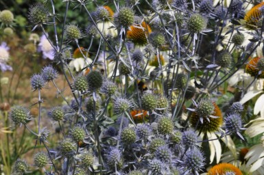 Eryngium planum