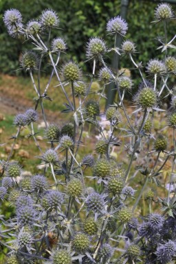 Eryngium planum