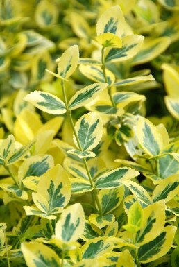 Euonymus fortunei 'Emerald 'n Gold' buske 5-10 cm