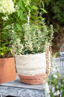 Euonymus fortunei 'Silverstone'