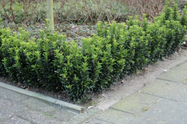 Euonymus japonicus 'Green Spire' buske 20-30 cm