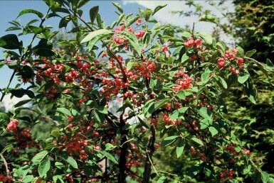 Euonymus phellomanus