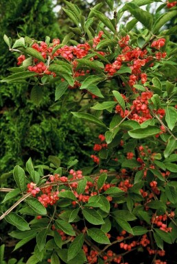 Euonymus phellomanus