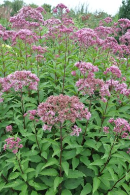 Eupatorium maculatum 'Atropurpureum'