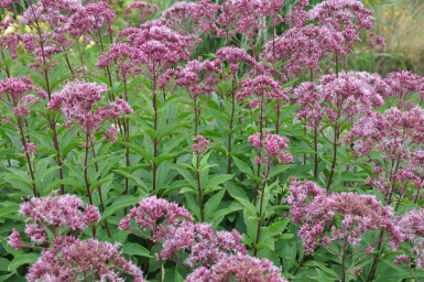 Eupatorium maculatum 'Atropurpureum'