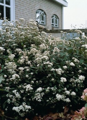 Eupatorium rugosum 'Chocolate'