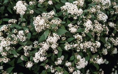 Eupatorium rugosum 'Chocolate'