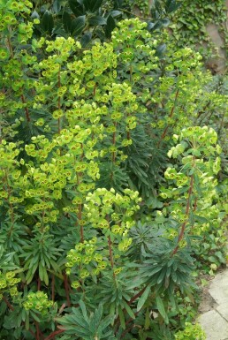 Euphorbia martinii