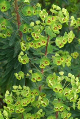 Euphorbia martinii