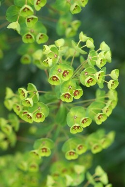 Euphorbia martinii