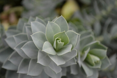 Euphorbia myrsinites