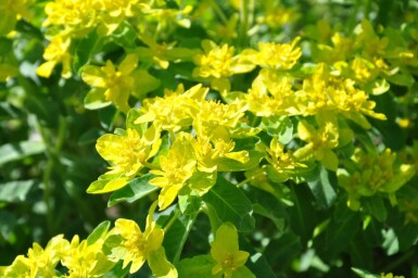 Euphorbia polychroma