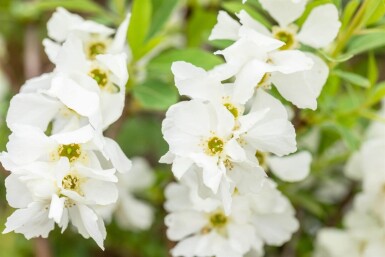 Exochorda racemosa 'Niagara'