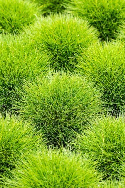 Festuca gautieri Festuca gautieri