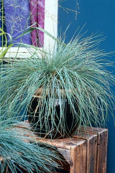 Festuca glauca Festuca glauca