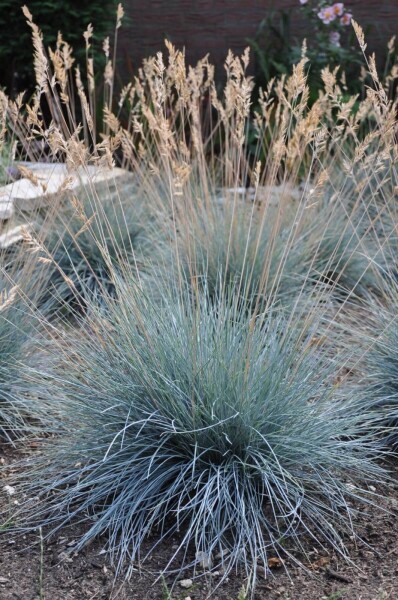 Blauw schapengras Festuca glauca 'Elijah Blue' 5-10 Pot P9 Festuca glauca 'Elijah Blue'