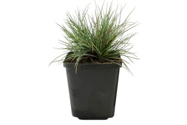 Festuca glauca 'Elijah Blue'