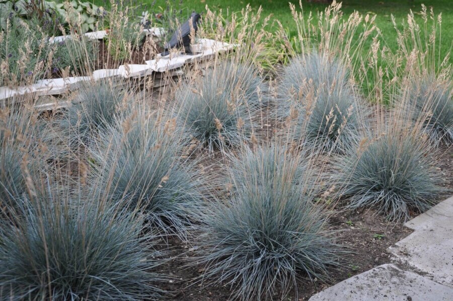 Festuca glauca 'Elijah Blue' Blåsvingel 5-10 i kruka P9 Festuca glauca 'Elijah Blue'