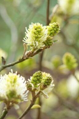 Fothergilla major