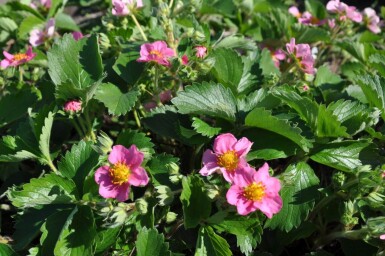 Fragaria 'Lipstick'