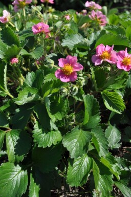 Fragaria 'Lipstick'