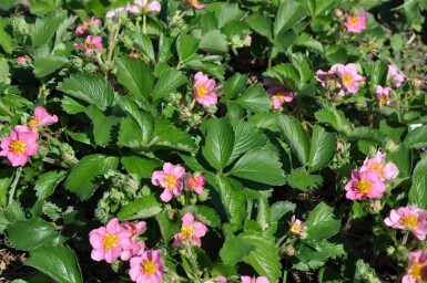 Fragaria 'Lipstick'