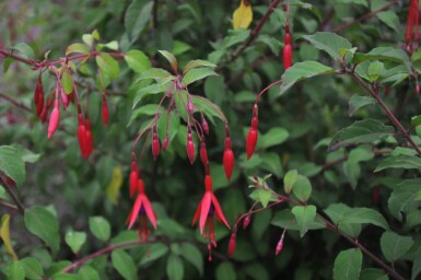 Fuchsia magellanica 'Gracilis'