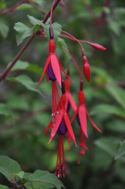 Fuchsia magellanica 'Gracilis'