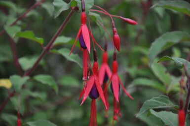 Fuchsia magellanica 'Gracilis'