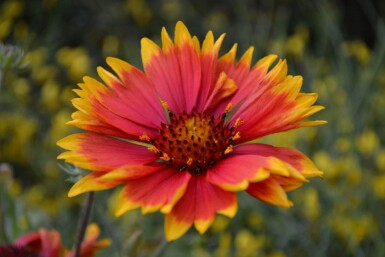 Gaillardia 'Bijou'