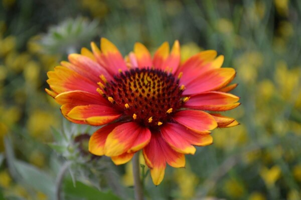 Gaillardia 'Kobold' Gaillardia 'Kobold'