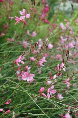 Gaura lindheimeri 'Siskiyou Pink'