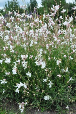 Gaura lindheimeri 'Whirling Butterflies'