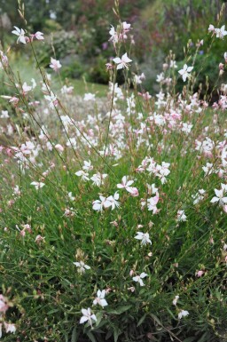 Gaura lindheimeri 'Whirling Butterflies'