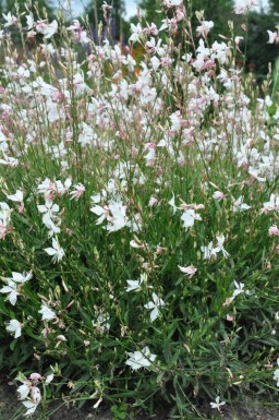 Gaura lindheimeri 'Whirling Butterflies'