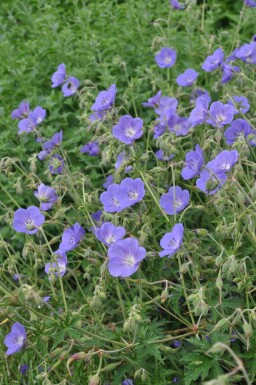 Geranium 'Brookside'