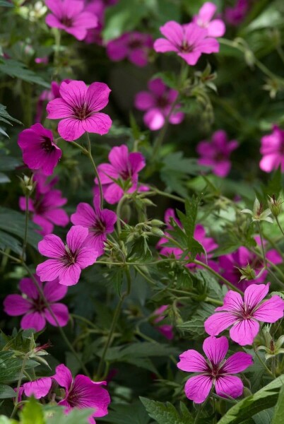 Geranium 'Patricia' Geranium 'Patricia'