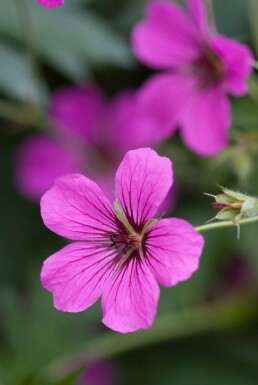 Geranium 'Patricia'