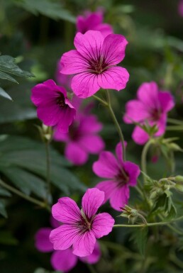 Geranium 'Patricia'